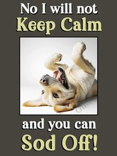 Labrador Golden Lab Pet Dog