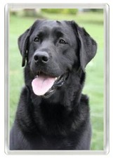 LABRADOR RETRIEVER DOG BLACK