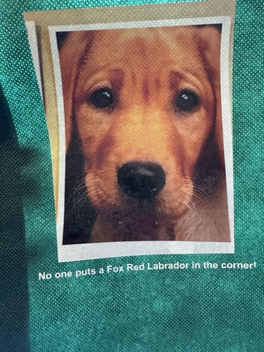 Fox red labrador - labrador, small