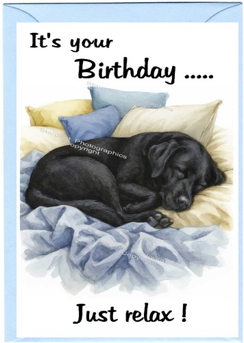 Labrador retriever black - labrador, dog