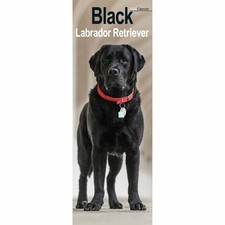 Black Labrador Retriever Slim