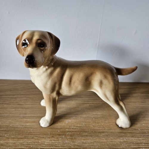 Golden retriever labrador - labrador, dog