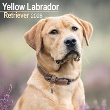 Yellow Labrador Retriever