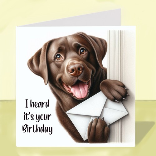 Chocolate labrador dog - labrador,