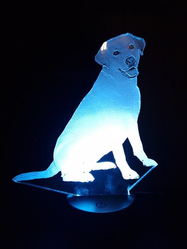 Labrador retriever led - labrador,