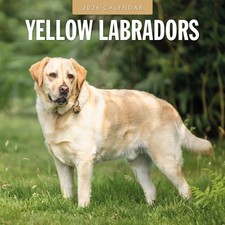 Yellow Labradors 2026 Square