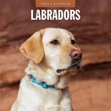 Labradors 2026 Square Wall