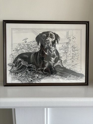 Pollyanna pickering labrador - pollyanna,