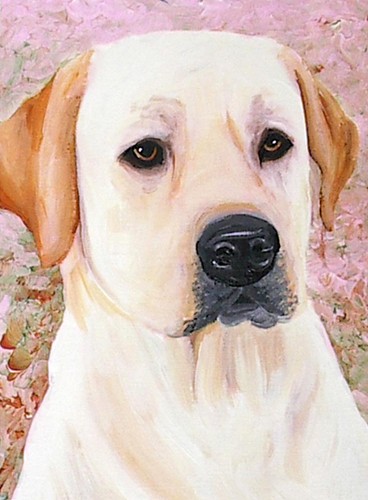 Yellow lab labrador dog - labrador, wall