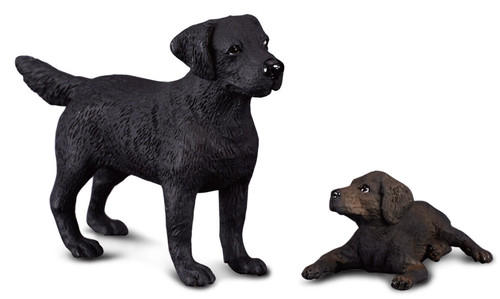 Black labrador retriever - labrador,