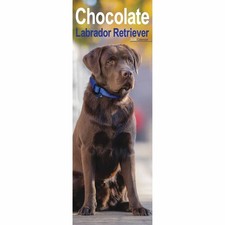 Chocolate Labrador Retriever